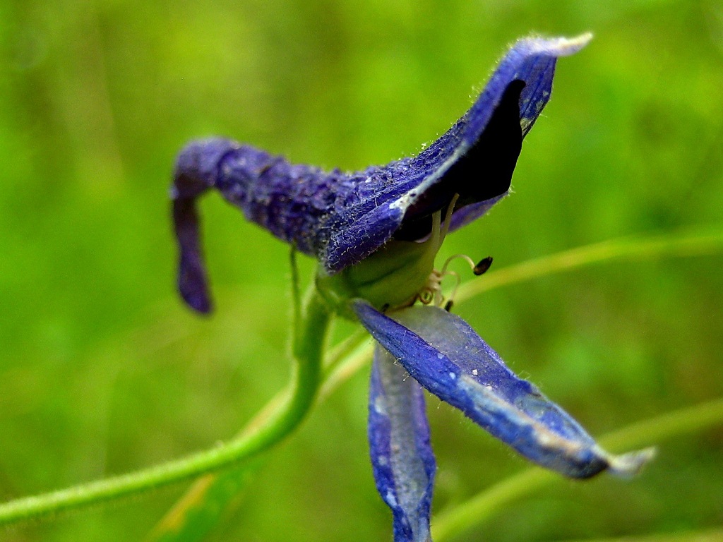 Image of Delphinium elatum specimen.