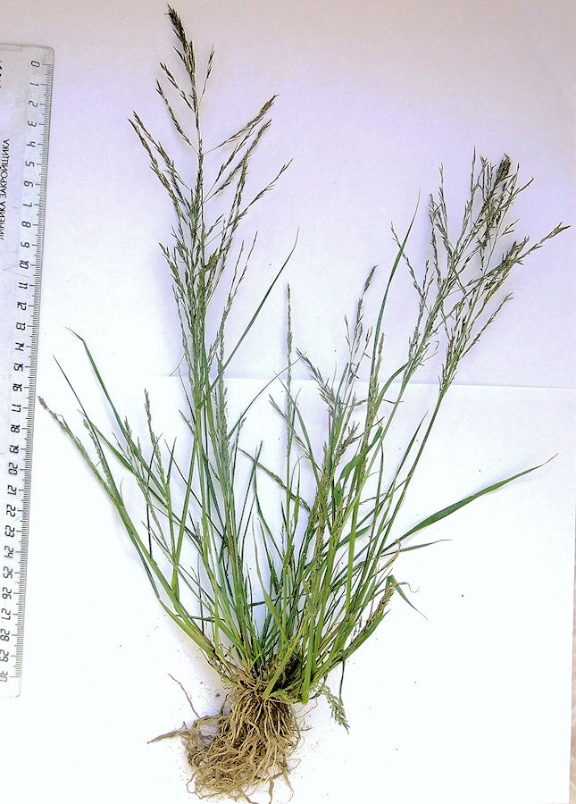 Изображение особи Eragrostis amurensis.