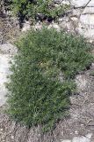 genus Galium. Зацветающее растение на горном склоне. Южный Казахстан, хр. Боролдайтау, гора Нурбай; 1050 м н.у.м. 23.04.2012.