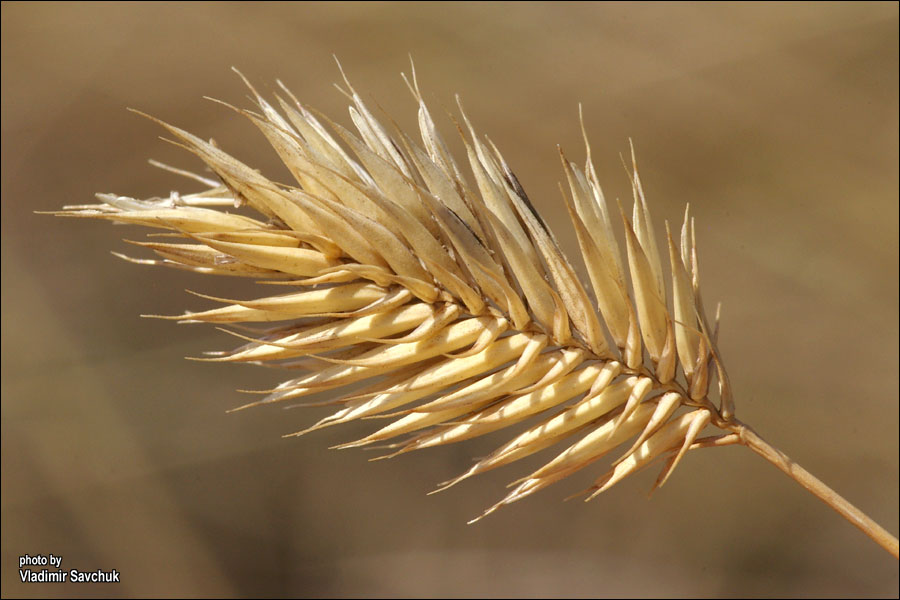 Image of Agropyron pinifolium specimen.