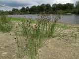 Juncus articulatus