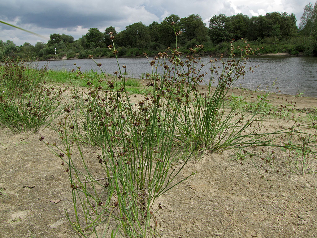 Изображение особи Juncus articulatus.