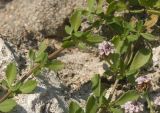 Lippia nodiflora