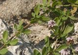 Lippia nodiflora. Стелющиеся стерильные побеги с отходящими вертикально генеративными побегами, выбирающиеся с газона на дорожку. Греция, о. Родос, г. Родос. 22.07.2012.