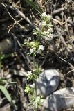 Galium humifusum