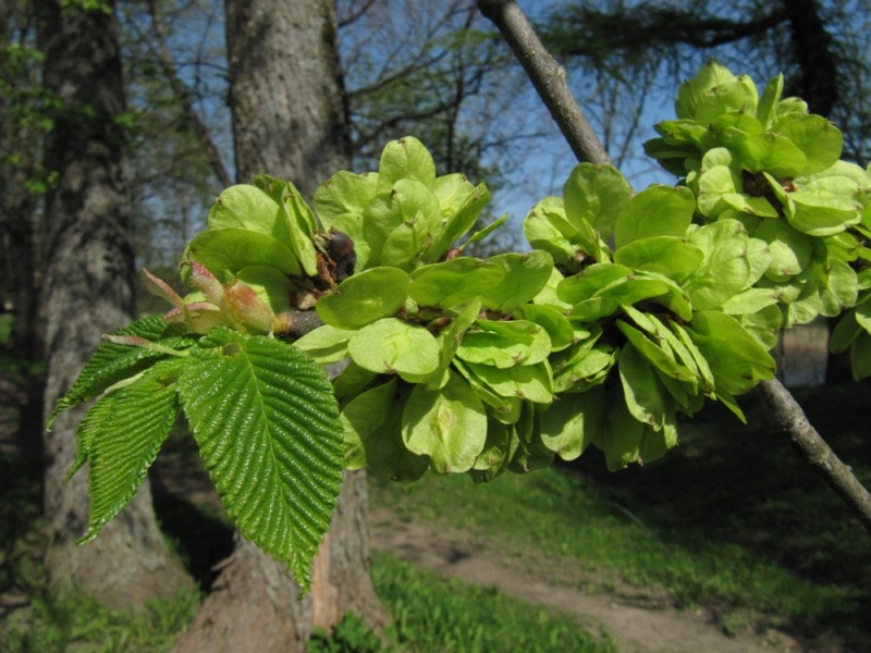 Изображение особи Ulmus glabra.