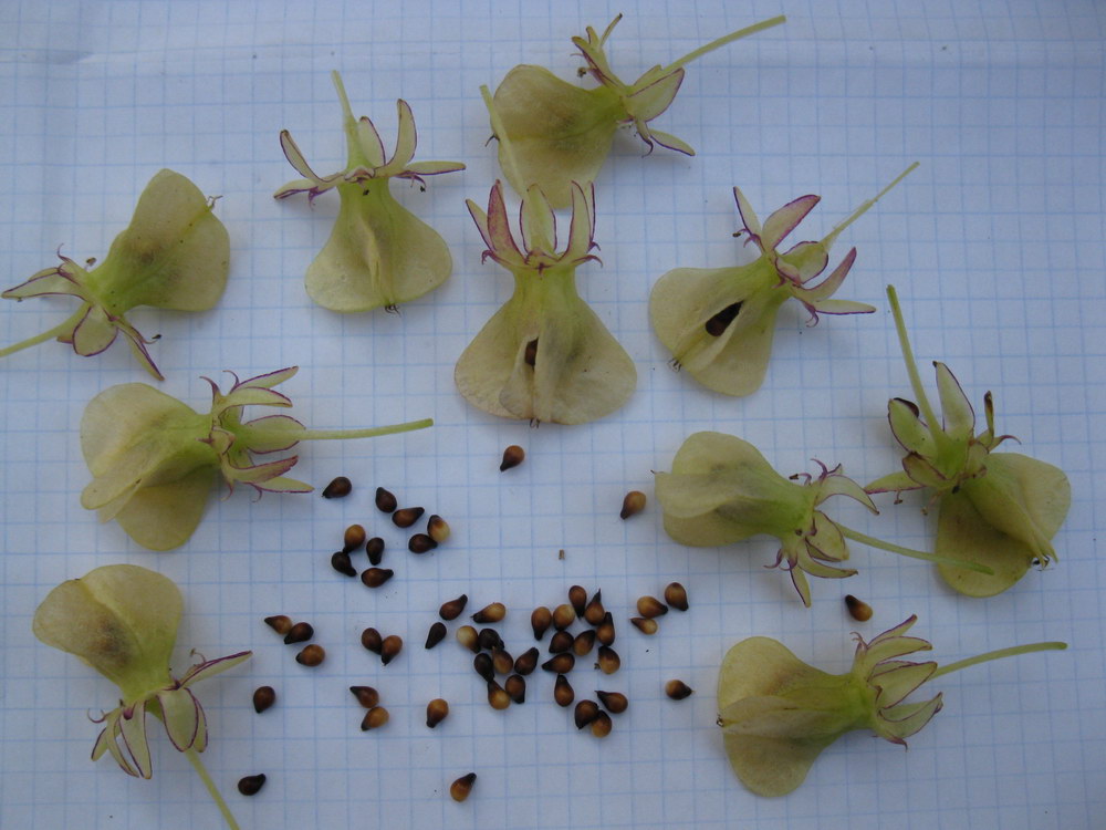 Image of Eucomis bicolor specimen.
