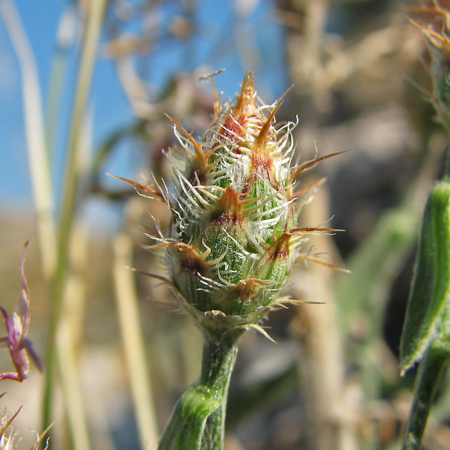 Image of Centaurea &times; comperiana specimen.