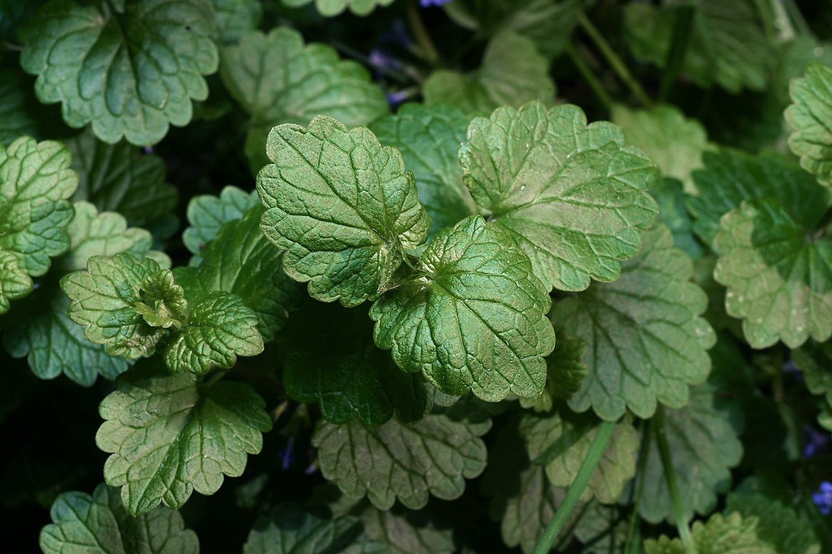 Изображение особи Glechoma hederacea.