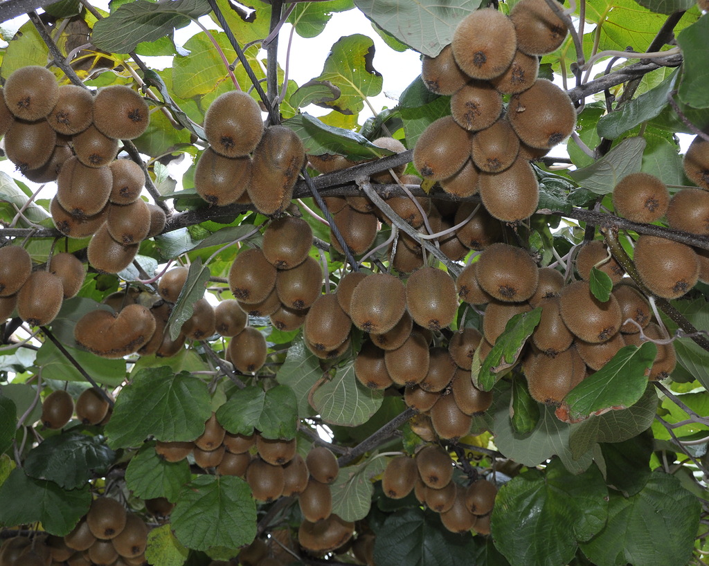 Image of Actinidia chinensis var. deliciosa specimen.