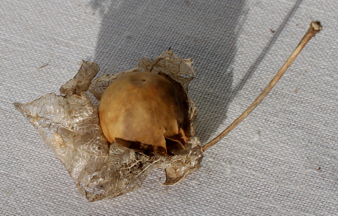 Image of Nicandra physalodes specimen.