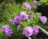 Petunia × hybrida