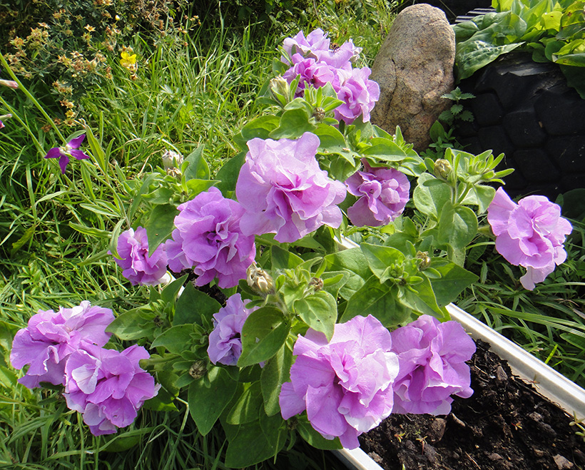 Изображение особи Petunia &times; atkinsiana.