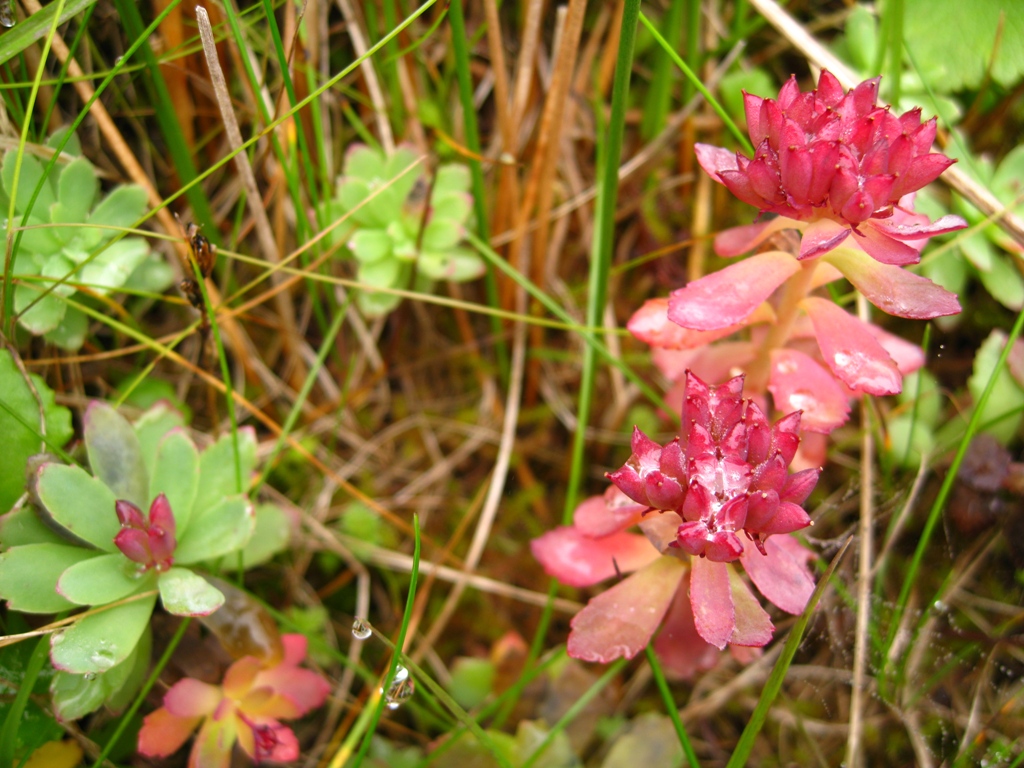 Изображение особи Rhodiola integrifolia.