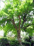 Vachellia farnesiana. Старое дерево. Франция, Приморские Альпы, г. Сен-Жан-Кап-Ферра, вилла Эфрусси-де-Ротшильд, аллея парка у западной стены. 20.06.2012.