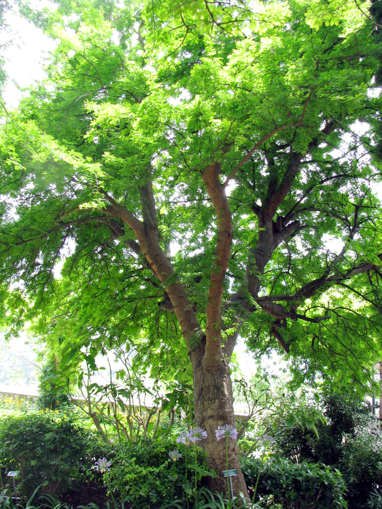 Изображение особи Vachellia farnesiana.