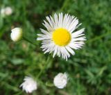 Erigeron annuus. Соцветие. Кыргызстан, Иссык-Кульская обл., территория пансионата Ак-Жол. 07.08.2011.