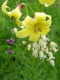 Lilium monadelphum