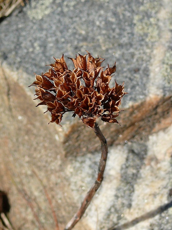 Image of Rhodiola rosea specimen.