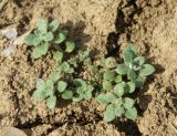 Alyssum alyssoides