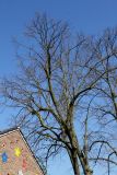 Tilia tomentosa. Крона покоящегося взрослого дерева. Германия, г. Кемпен, в школьном дворе. 27.03.2013.