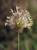Alopecurus vaginatus