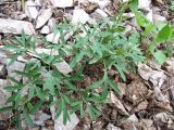 Corydalis tarkiensis