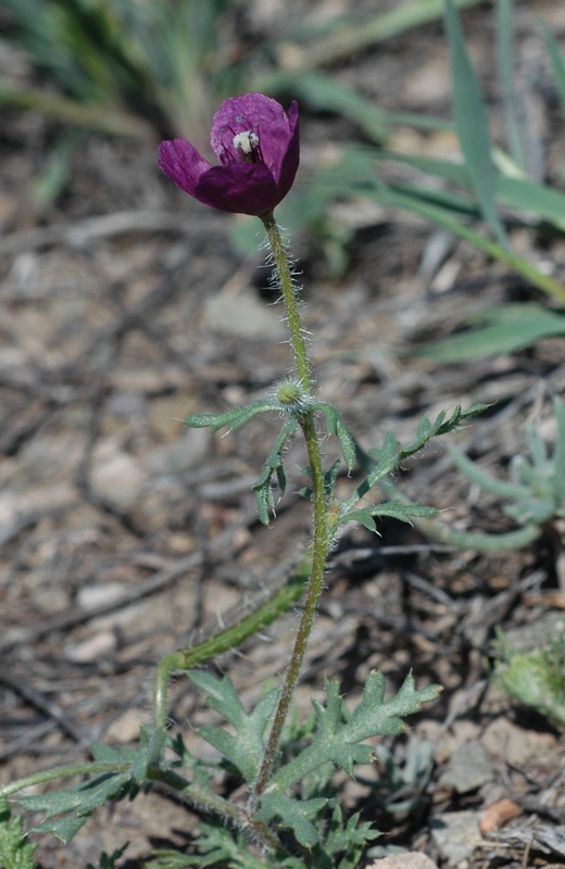 Image of Roemeria hybrida specimen.