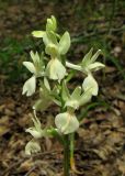 Orchis provincialis. Соцветие. Крым, окр. Ялты, пос. Голубой Залив, дубово-грабинниковый лес. 30 апреля 2013 г.