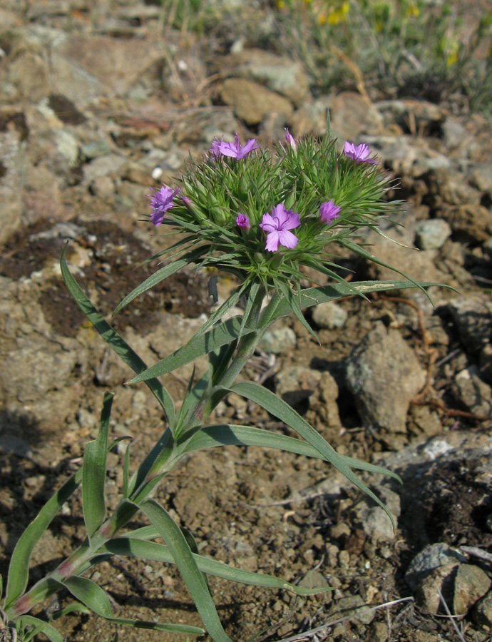 Изображение особи Dianthus pseudarmeria.