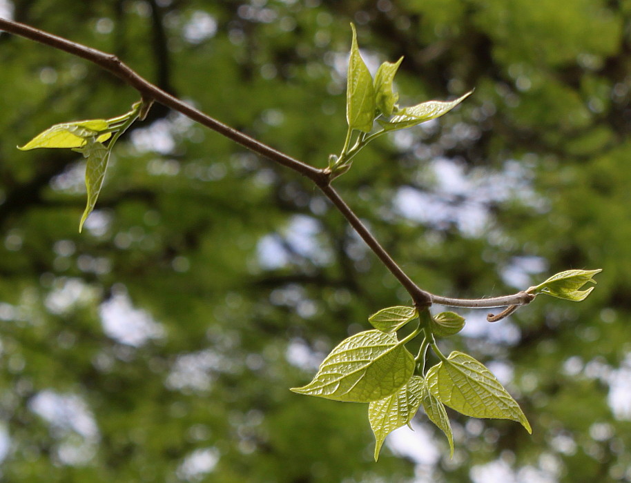 Image of Alangium platanifolium specimen.