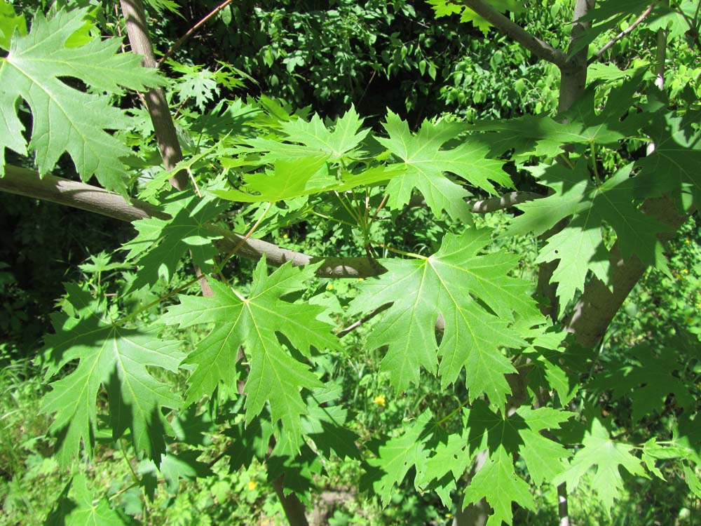 Image of genus Acer specimen.