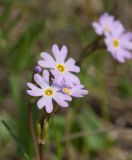 Primula finmarchica. Соцветие растения с короткостолбчатыми цветками. Мурманская обл., Североморский р-н, губа Грязная. 09.06.2013.