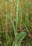 род Achillea. Часть побега. Крым, окр. с. Перевальное, ур. Аян, луговая степь. 13 июня 2013 г.