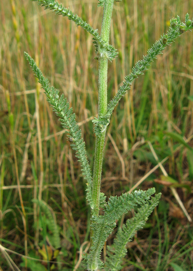 Изображение особи род Achillea.