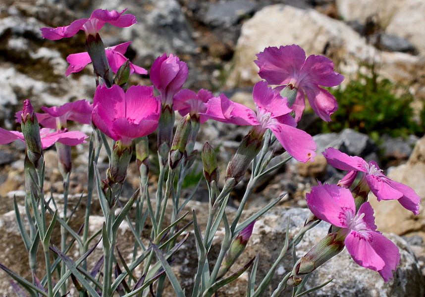 Image of Dianthus gratianopolitanus specimen.