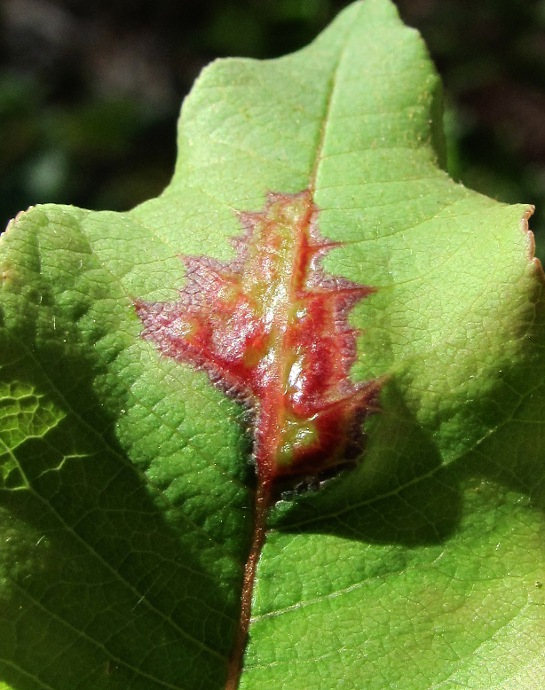 Image of Salix hastata specimen.