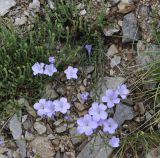 Linum hirsutum ssp. spathulatum