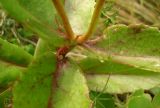 Image of taxon representative. Author is Андрей Хохлов