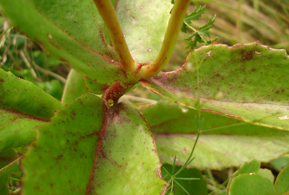 Image of Hylotelephium stepposum specimen.