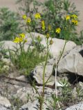 Senecio vernalis