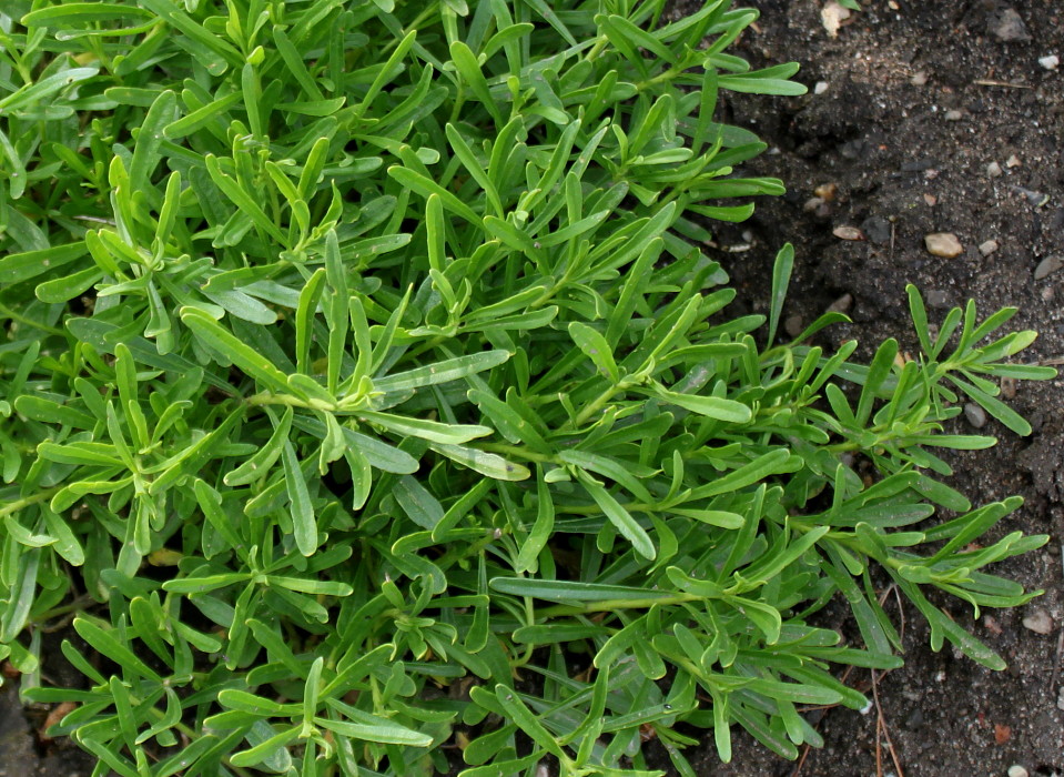 Image of Iberis carnosa specimen.