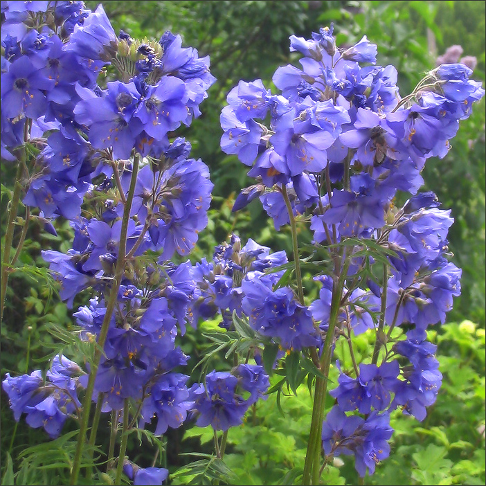 Image of Polemonium caeruleum specimen.