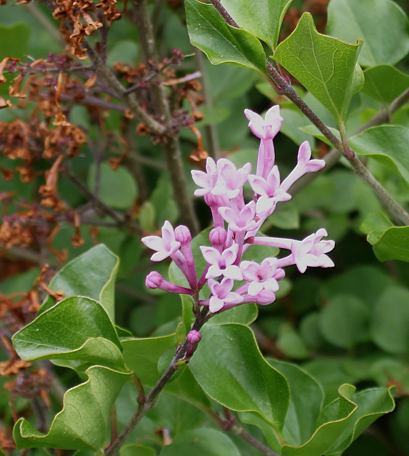 Изображение особи Syringa meyeri.