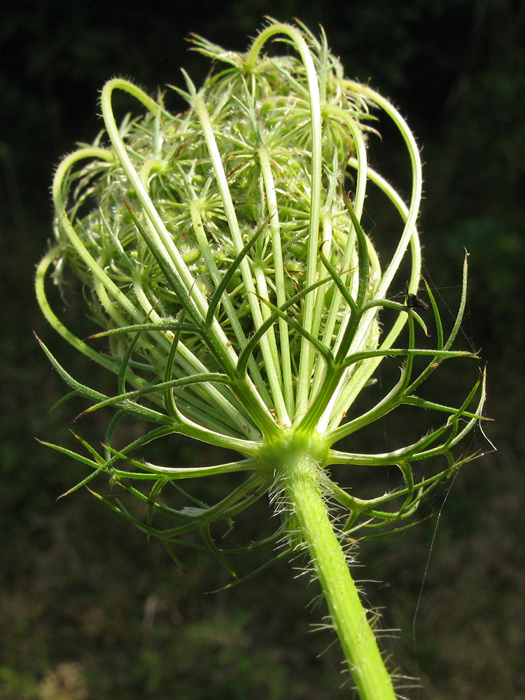 Изображение особи Daucus carota.