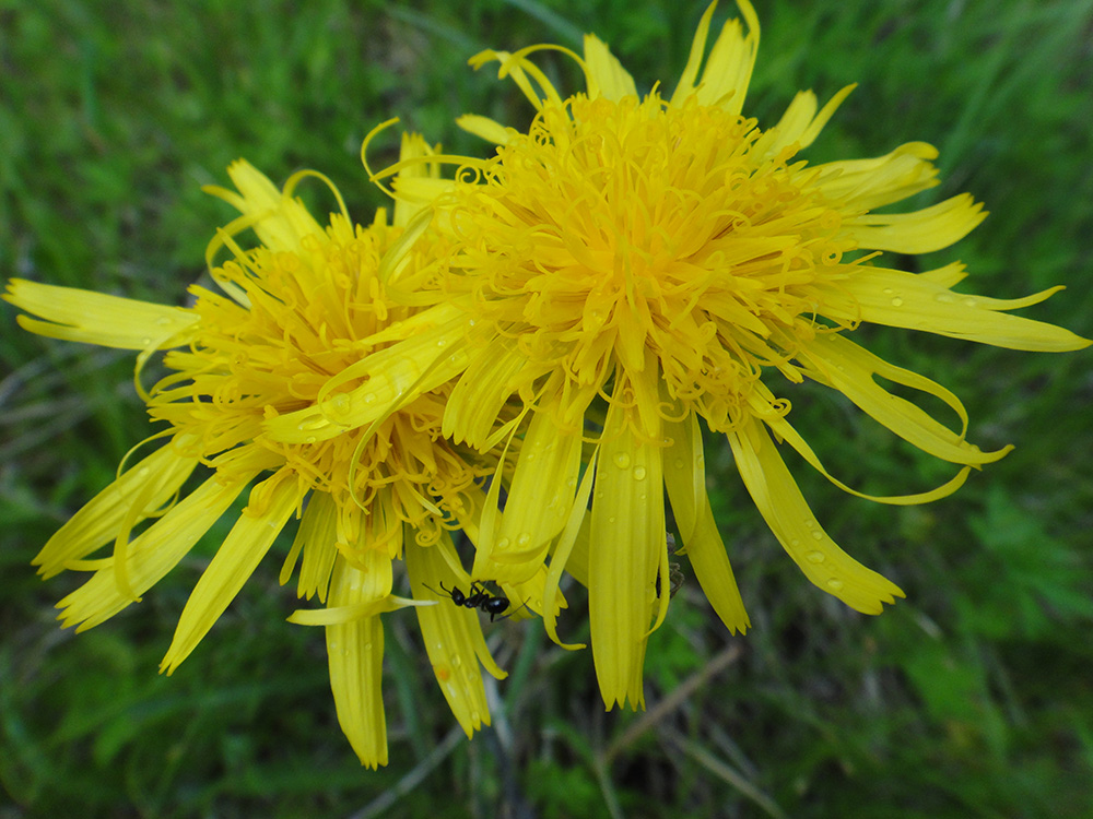 Image of Scorzonera radiata specimen.