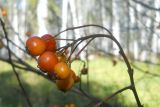 Crataegus sanguinea