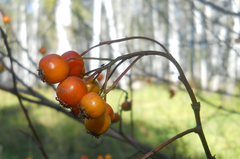 Изображение особи Crataegus sanguinea.