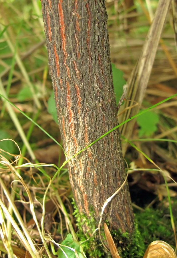 Image of Euonymus maackii specimen.