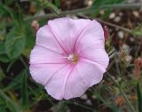 Convolvulus cantabrica